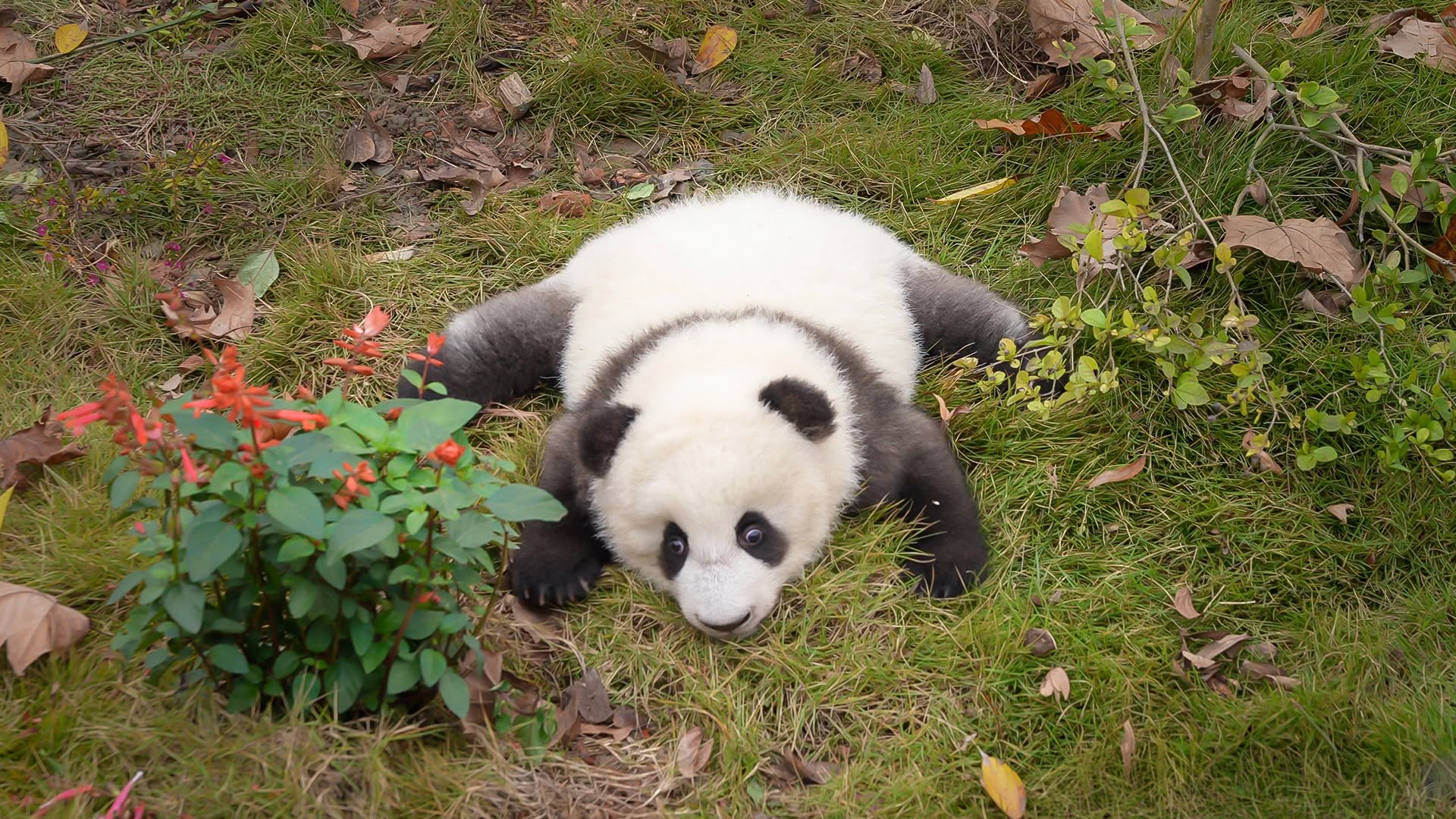 A cute panda cub sprawling out on the green grass near red flowers. A cute panda cub sprawling out on the green grass near red flowers.