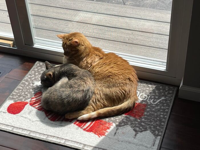 21 Heartwarming Photos Of Mama Cats And Their Kittens That Show A Mother’s Love Is Truly Special