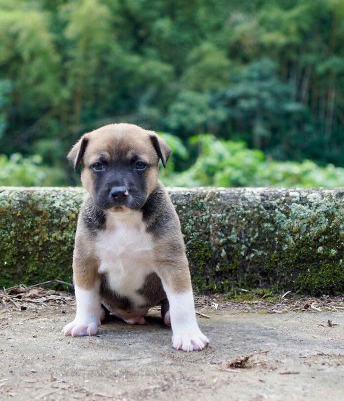 A small brown and white abandoned puppy sits outdoors with a green forest background