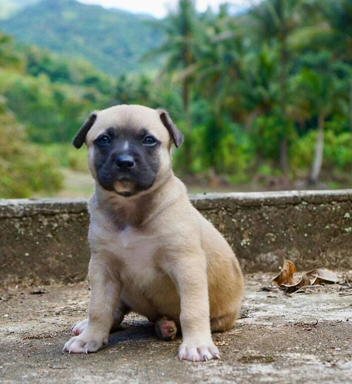 A light brown abandoned puppy sits on a concrete ledge with tropical trees behind it