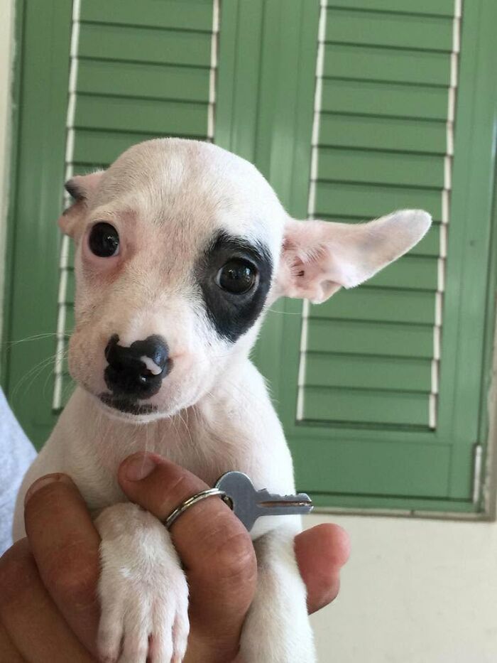 A hand holding a cute white abandoned puppy with a black patch over its eye