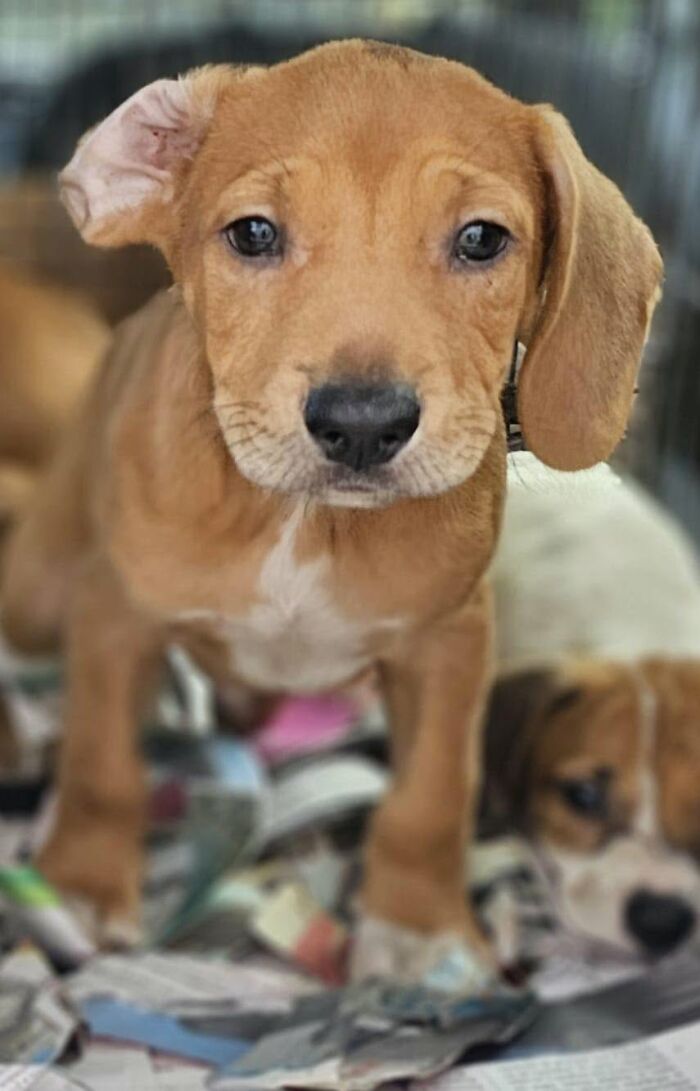 A brown abandoned puppy with floppy ears rescued by All Sato Rescue