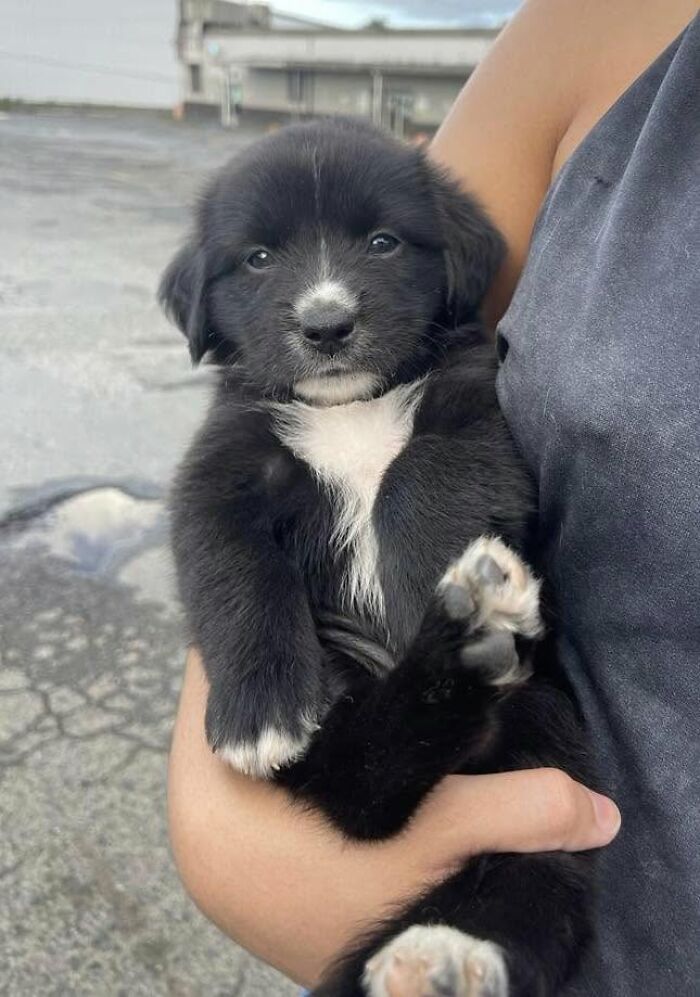 A person holding a cute black and white abandoned puppy from All Sato Rescue