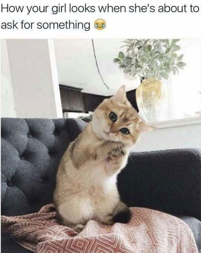 Funny cat meme of a adorable kitten sitting like a human and tilting its head pleadingly.
