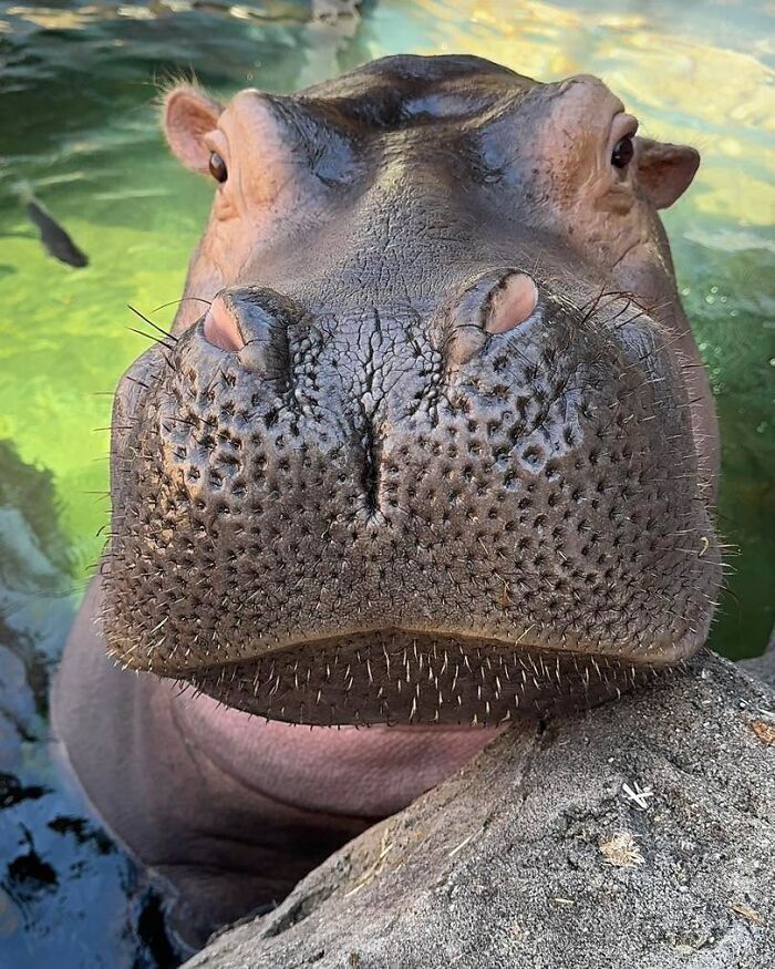 Close up shot of Fiona the hippo resting her snout near the water edge
