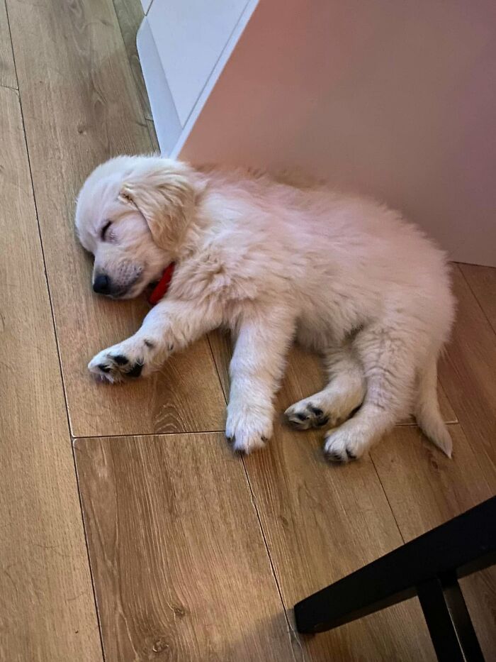 A fluffy golden retriever as one of the sleeping puppies taking a nap on a wooden floor.