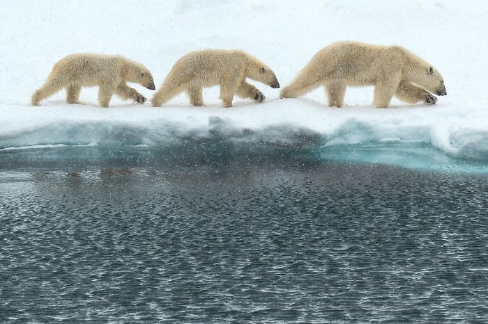 Three polar bears walking on ice by the water in wildlife photography