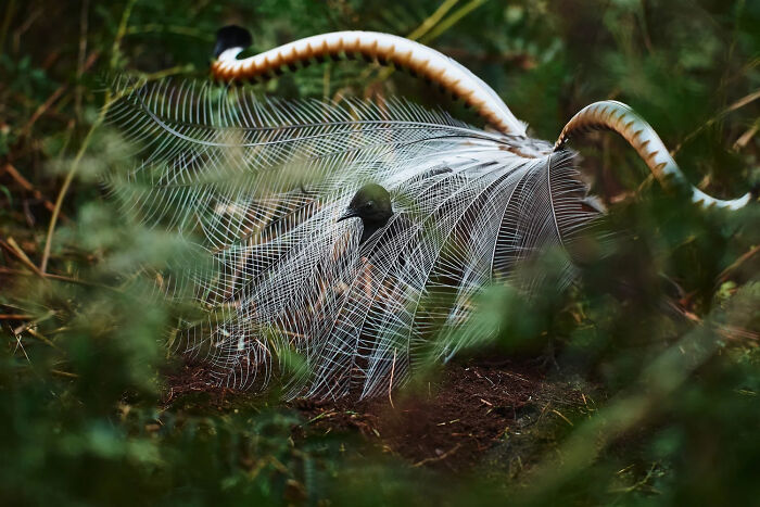 Winner, Bird Behaviour: It Takes Two To Tango By Elmar Akhmetov