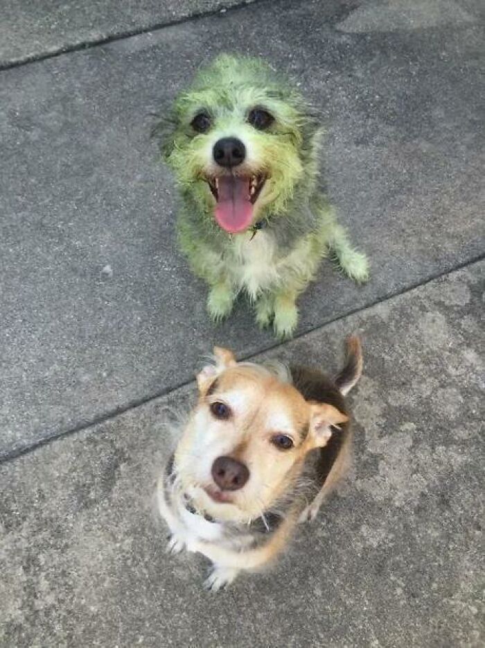 Two dogs, one green with grass stains and the other clean, showing dogs looking for trouble