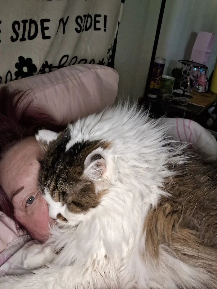 Fluffy long-haired cat lying close to its owner's face in bed, capturing shared life stories.