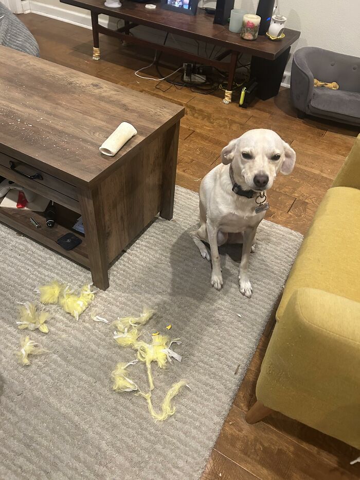 White dog sitting next to shredded yellow cushion stuffing on carpet
