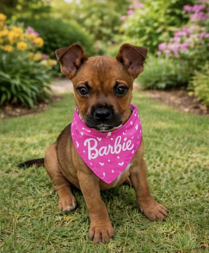 A small brown abandoned puppy wearing a pink Barbie bandana on the grass, rescued by All Sato Rescue.