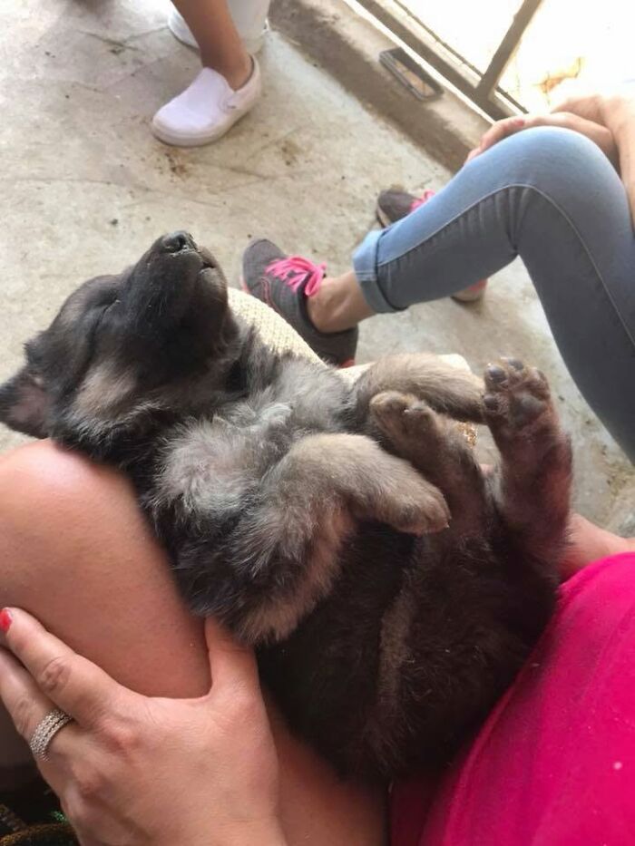 A fluffy sleeping puppy resting peacefully on a person's lap.