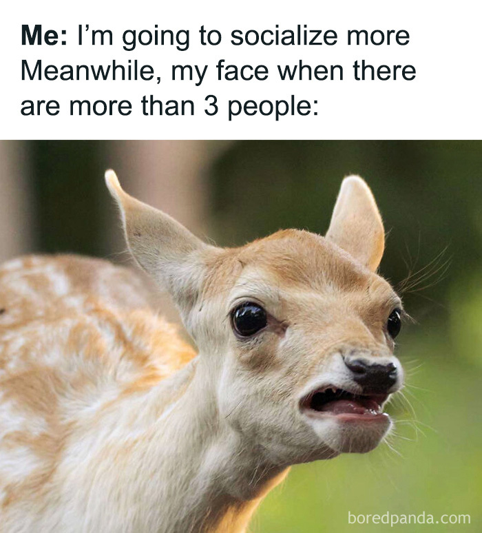 Funny animal memes show a fawn with a disgusted facial expression representing social overload.