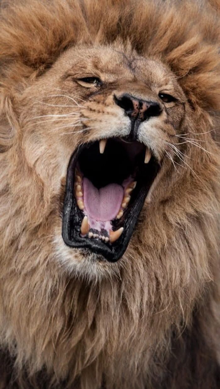 Male lion yawning widely as a wildlife photographer captures big cats reactions.
