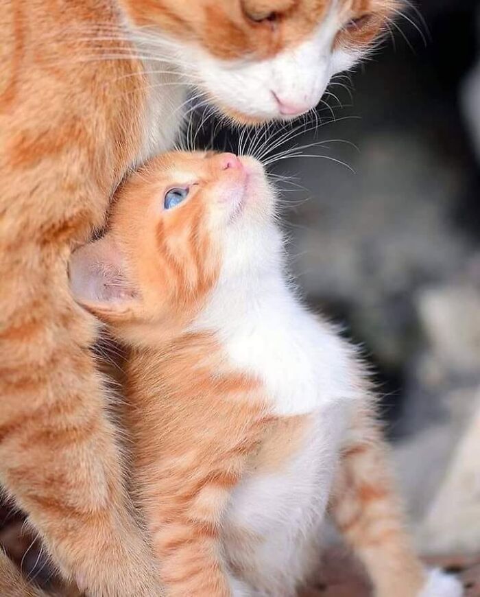 21 Heartwarming Photos Of Mama Cats And Their Kittens That Show A Mother’s Love Is Truly Special