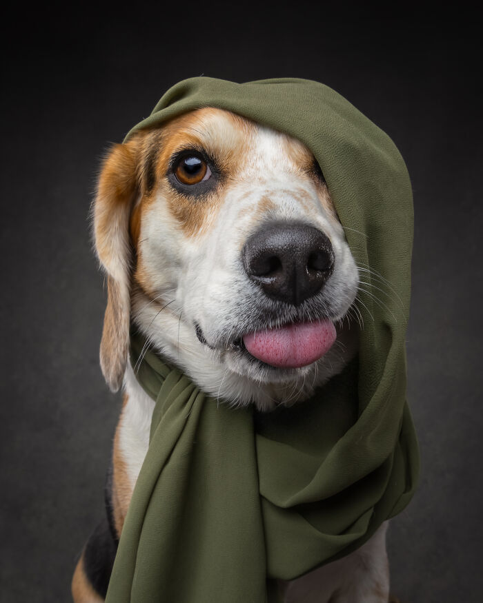 Dog wearing an olive green scarf, playfully sticking out tongue capturing dog personalities