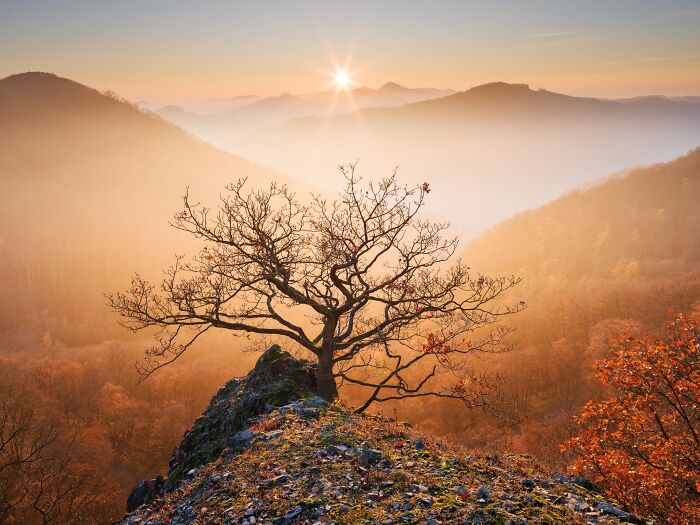 Natural Landscape Photography Awards featured tree on a rocky cliff during a misty golden sunrise.