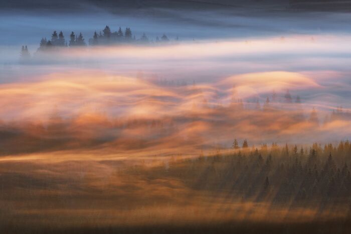 Golden sunlight streaming through foggy pine forest featured in Natural Landscape Photography Awards 2026.