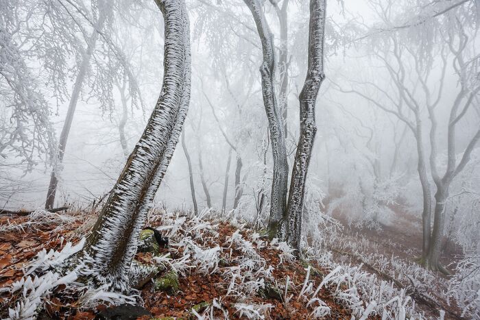Frost covered trees in a misty forest featured in Natural Landscape Photography Awards 2026.