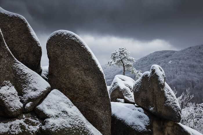 Snow covered rocks and a solitary pine tree featured in Natural Landscape Photography Awards 2026.