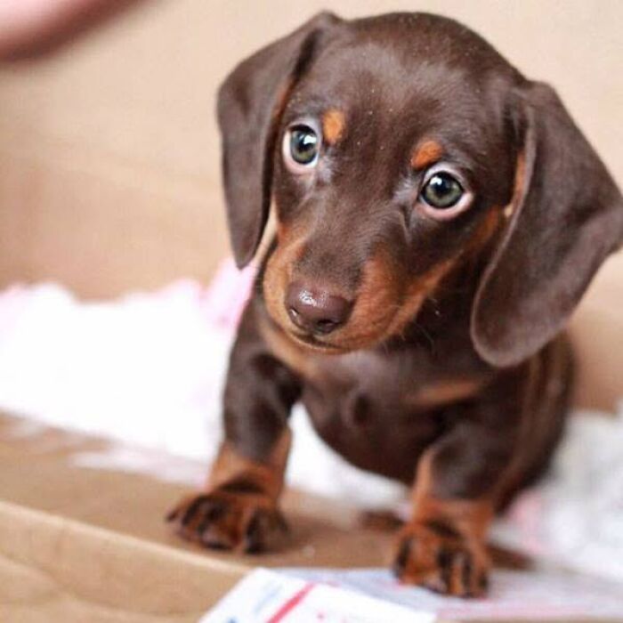 A tiny dachshund puppy with big expressive eyes, featured in adorable puppy pics.