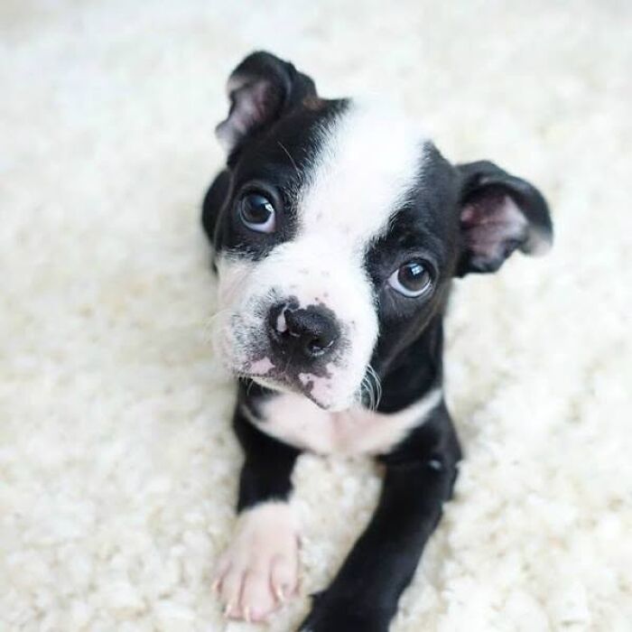 An adorable puppy pic of a black and white Boston Terrier puppy looking up