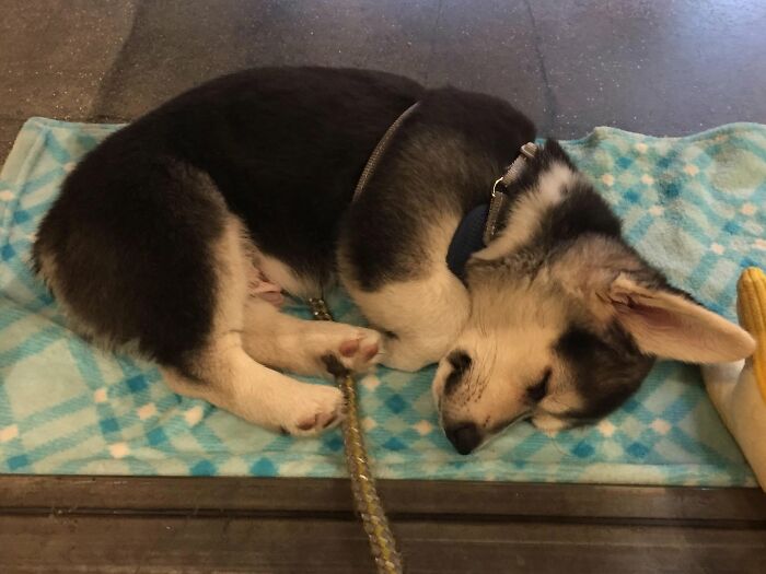 A black and white husky puppy curled up sleeping on a blue patterned blanket.