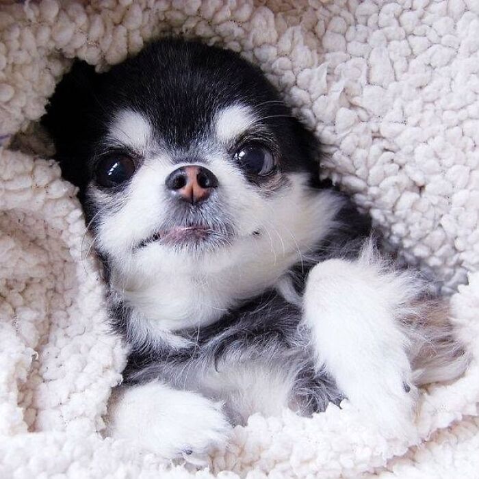An adorable puppy wrapped in a cozy white sherpa blanket