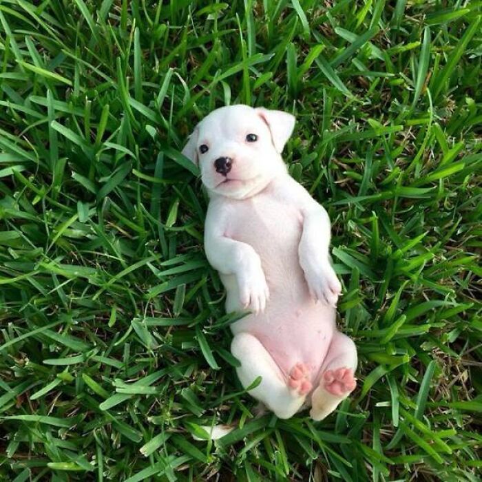 An adorable white puppy lying on its back in green grass