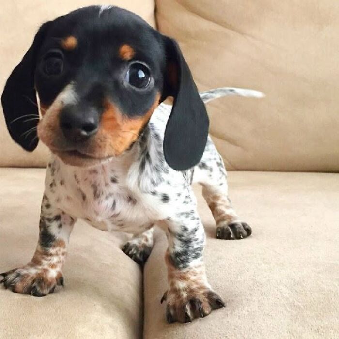An adorable puppy pic of a speckled dachshund standing on a couch
