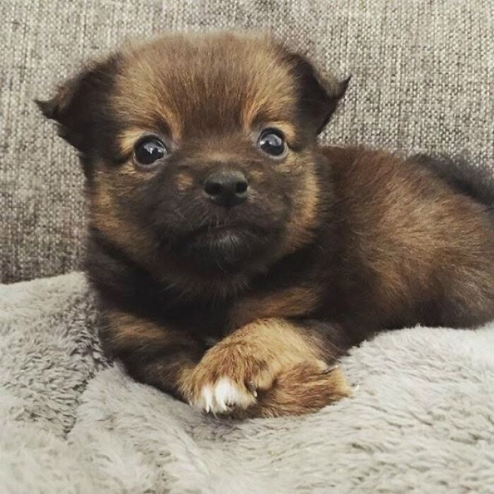 A charming puppy pic of a small brown fluffy dog resting on a grey blanket.