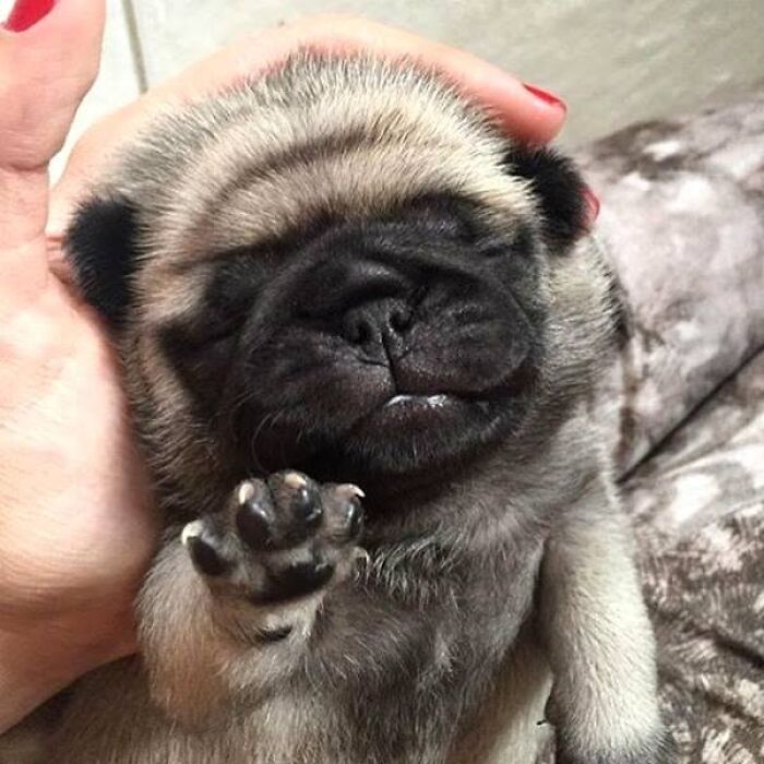 A sweet puppy pic of a tiny pug sleeping in a person's hand with its paw up.