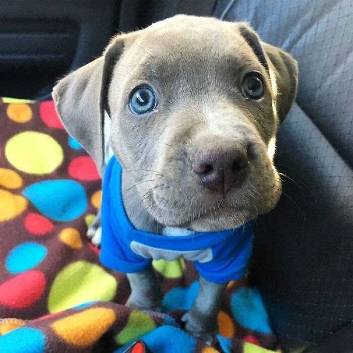 Close-up of a cute puppy pic showing a grey puppy with bright blue eyes in a shirt.