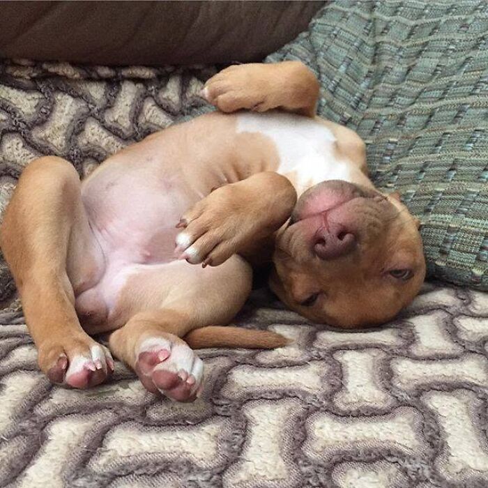 Adorable puppy pics of a light brown puppy sleeping on its back on a patterned couch