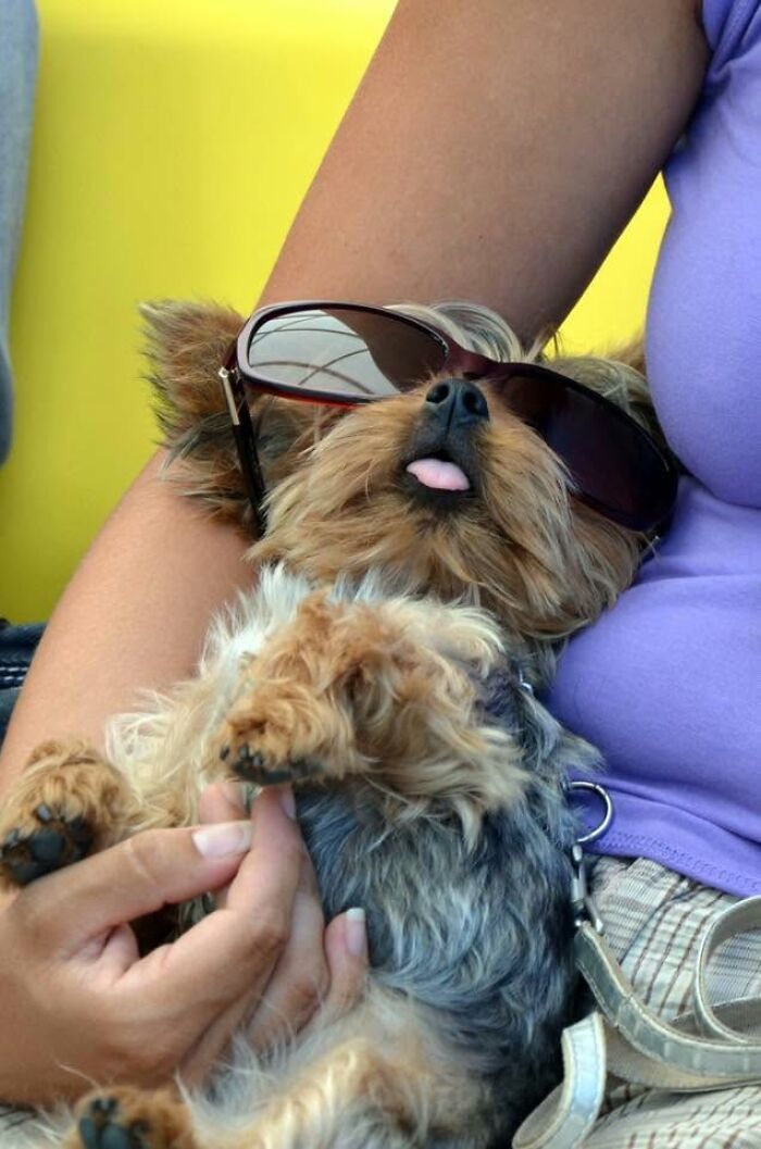 Adorable sleeping puppy wearing sunglasses relaxed in someone's arms