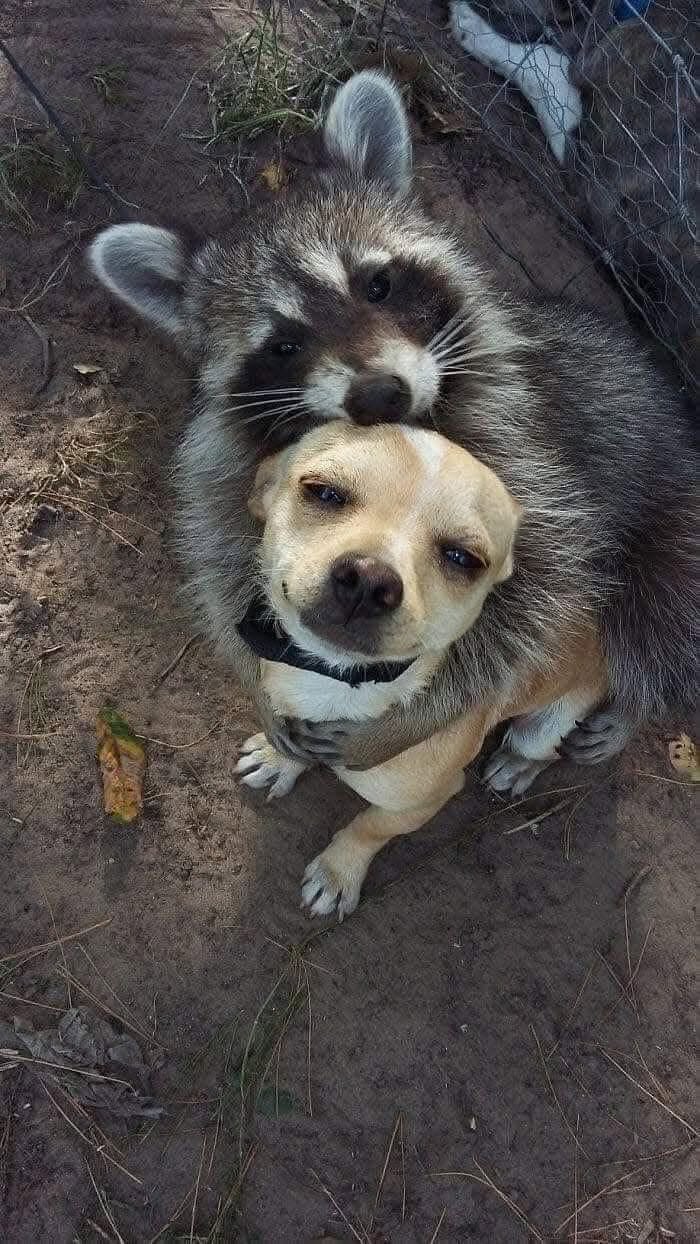 Cute and funny animals, featuring a raccoon hugging a small chihuahua dog from behind on the dirt ground.