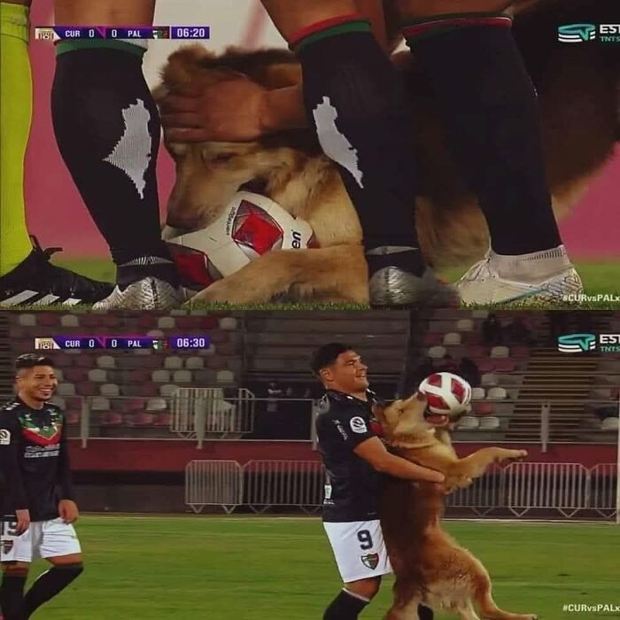 Golden retriever interrupting a soccer match by stealing the ball.