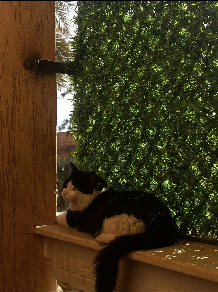 A black and white cat resting on a window sill, from the viral TikTok trend of sharing life stories with pets