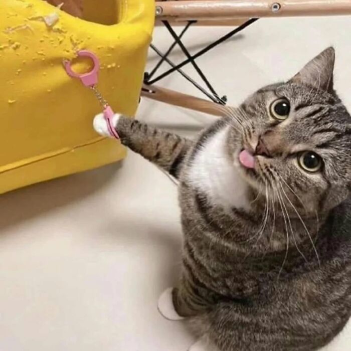 Funny tabby cat sticking out tongue while playing with pink toy handcuffs.