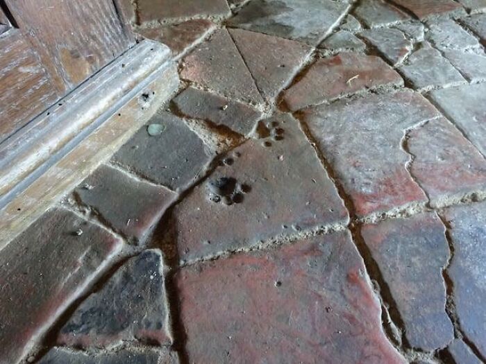 Ancient stone floor tiles with fossilized animal paw prints, an entertaining historical discovery