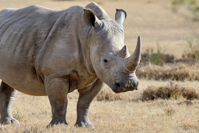 A large rhinoceros standing in a dry field, representing a topic that made partners question their intelligence.