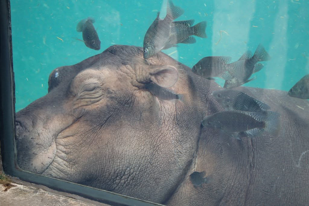 Fiona the Hippo resting underwater with fish swimming around her head.