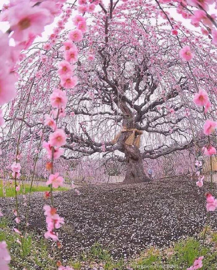 An interesting view of a massive weeping cherry blossom tree in full pink bloom