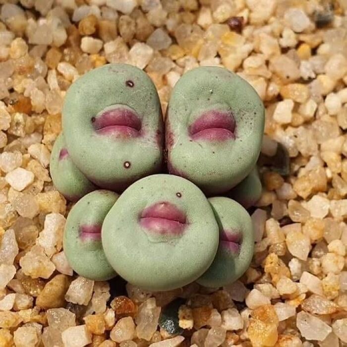 A group of unique green succulents that look like they have little pink lips, a very cool pic of nature