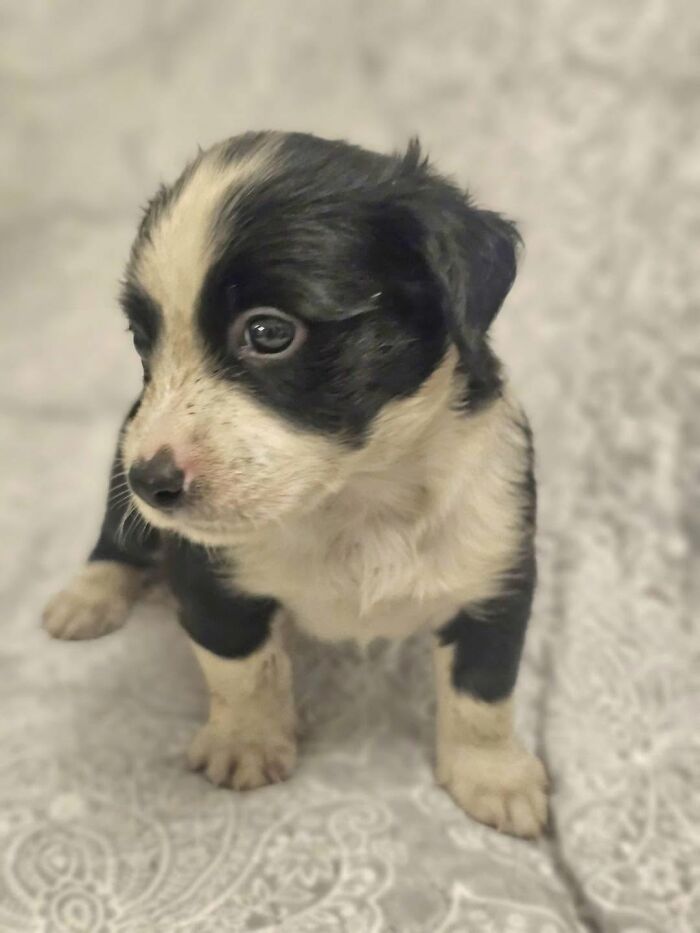 A black and white abandoned puppy looking aside, rescued by All Sato Rescue
