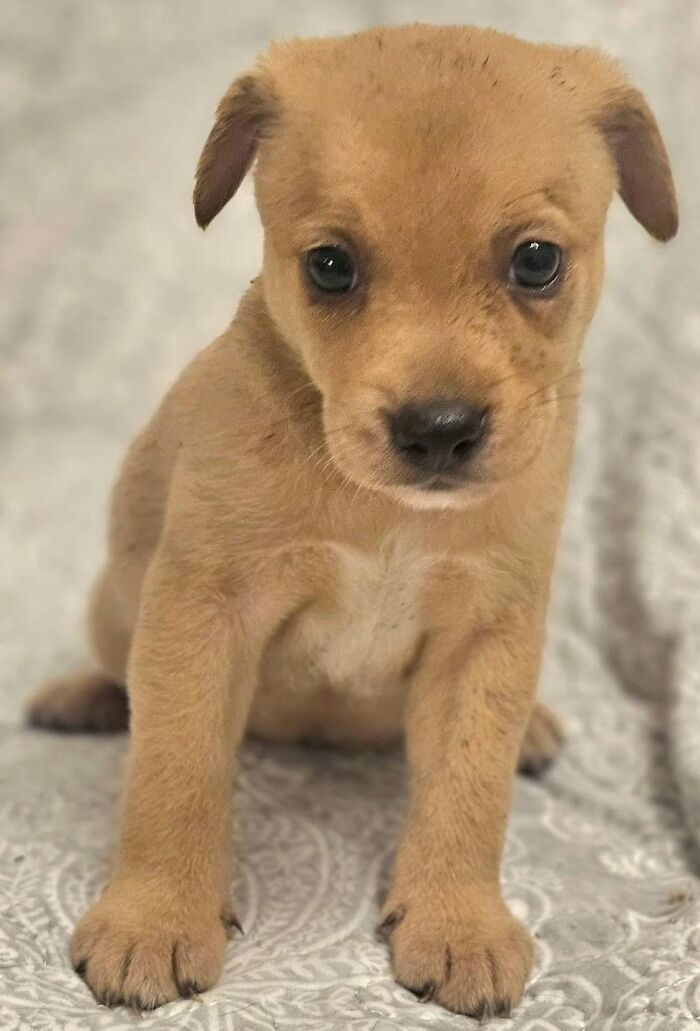 A small brown adorable abandoned puppy sitting and looking forward with big eyes.