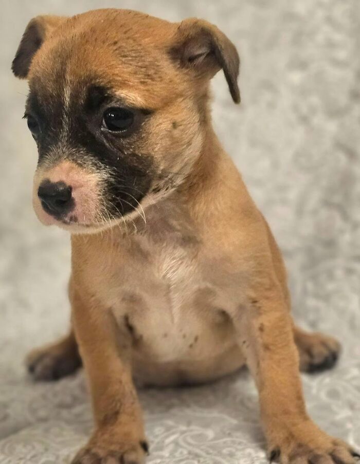 A small brown abandoned puppy with a dark face sitting down
