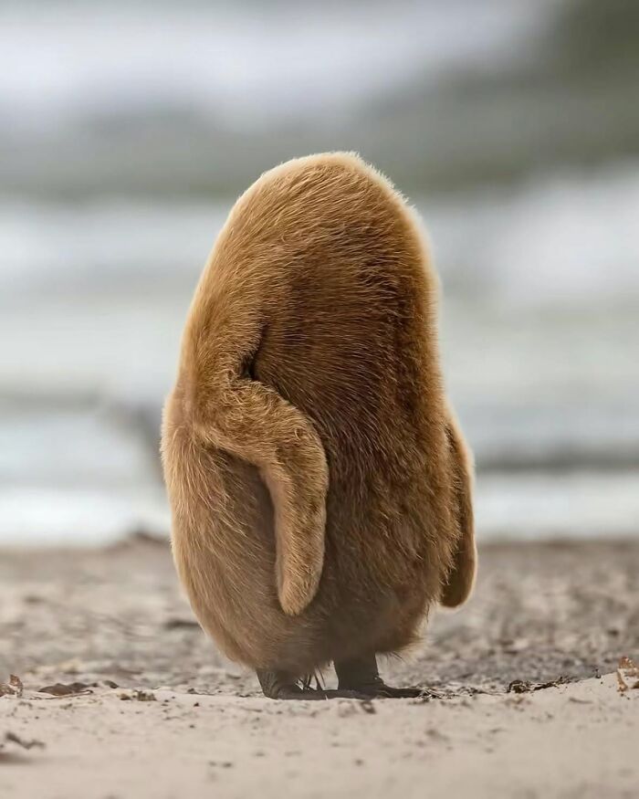 A fluffy brown penguin chick standing on a sandy beach, one of many entertaining pics of wildlife