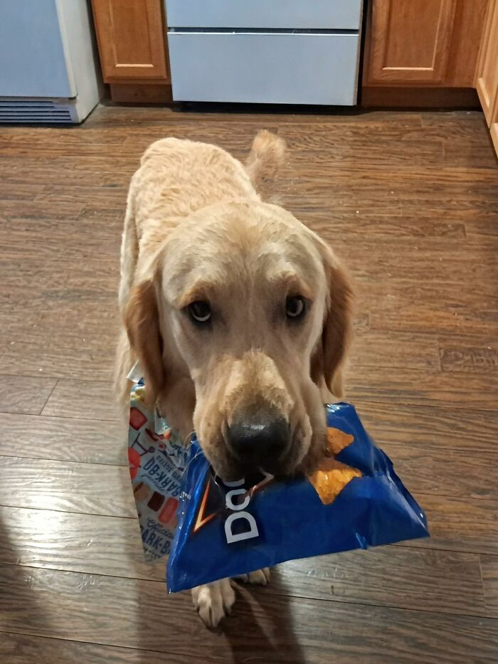 Golden retriever holding torn Doritos bag in mouth on wooden floor